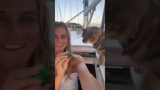 sailboat sunsets with my cat😻