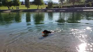 Abby swimming at London Bridge channel