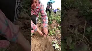 Watch me a satisfaying videos of agriculture growing fruit, vegetable, carrot, corn, onion etc 17