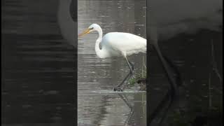 GREAT EGRET Small Fish