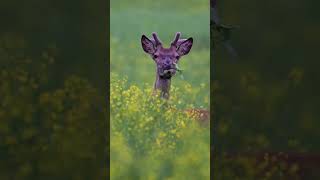 Unexpected encounter: Red deer in rapeseed field!