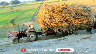 ghazi and fiat 480 tractor pulling  load trolley of sugarcane | Mf 385 pushing sugarcane trolley.