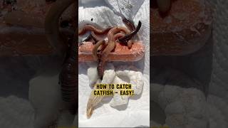 HOW TO Catch A CATFISH!! #shorts #fishing #catfish