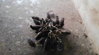 Muscovy having breakfast