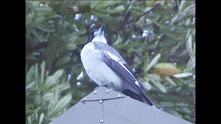 Grey butcherbirds, O'Reilly's Rainforest Retreat, Australia