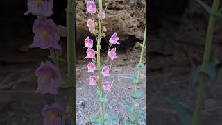 llenas de flores penstemon