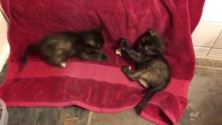 Kittens Wrestling