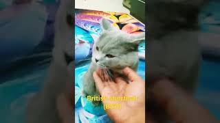 British shorthair