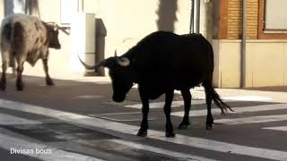 Ganaderia Germán Vidal Museros