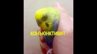 Красный глаз (конъюнктивит) у попугая, как лечить?