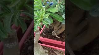 Bonsai adenium garden 2022 #bonsai #shorts #viralvideo