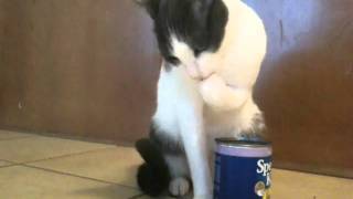 Kitty dipping hand in kitty food can