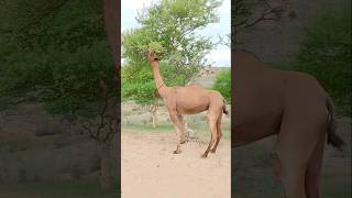 Very biggest she-camel in the top of sand dunes #shorts