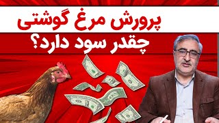 پرورش مرغ گوشتی چقدر سود دارد؟