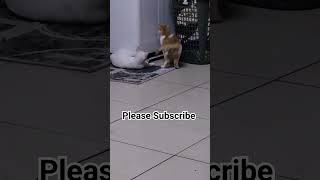 My bossy kitten #viral #trending #funnyvideo #cutecats