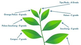 Which tea leaf you are drinking as Tea.(Tea grades)