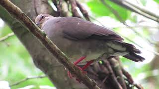 Gray chested Dove | Leptotila cassinii