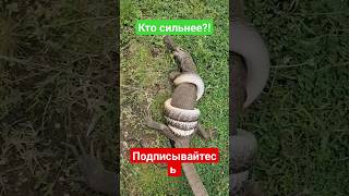 Кто Сильнее💪?!ЗМЕЯ ИЛИ ЯЩЕРИЦА?! Подписывайтесь на канал! #топ #а4 #животные #shortsvideo #reels