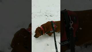 A passeggio nella NEVE FRESCA |Tosa Inu Dog walk on fresh snow #dog #mydog #tosainu