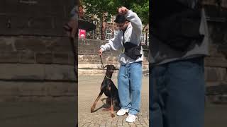 Dobermann | Pitbull vs rottweiler | husky | cute dog | dogs | single boy status