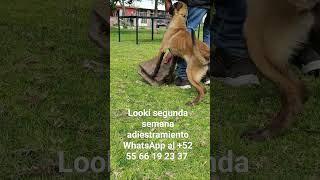 Adiestramiento canino y cachorros WhatsApp al +52 55 66 19 23 37