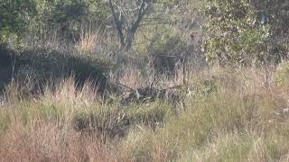 Tiger with her cubs at Panna- Feb 2023