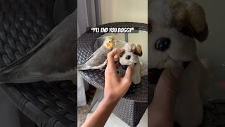 Hilarious Cockatiel Gets Jealous And Seeks My Attention 🤣🤣#cockatiel #jealousy #shorts