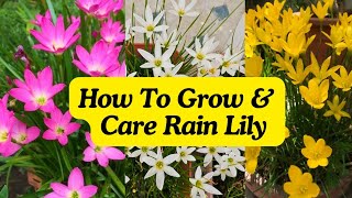 How To Grow & Care Rain Lily | Huge Flowers | Rain Lily Not Flowering #flowers #garden #gardening