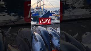 Blue marlins, Yellowfin tuna, Bluefin tuna #highlights #sox #youtubeshorts #soxisnext #tunacapital