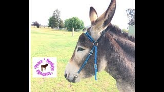 How to make a basic adjustable paracord bridle