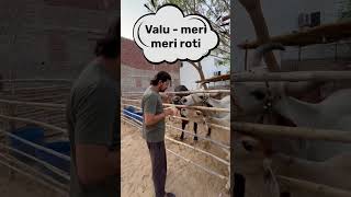 गायों को जेल मैं क्यों डाला😱😱😱#baawalechoreshorts #cowshortvideo #youtubeshorts #viralpetvideos