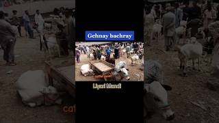 Gehnay bacharay #cow #cattlemarket #cattlepoint