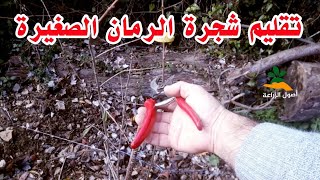 تقليم شجرة الرمان الصغيرة