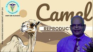 Specialties of Camel Reproduction | Unique Insights by GNP Sir