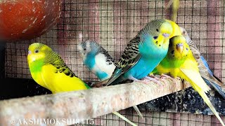 Budgies sounds singing and chirping in cage colorful birds | By akshimokshi8415