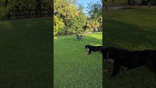 The puppies are having a wild time playing! 🤪 #shorts #australianshepherd #bernesemountaindog