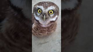 How to keep a Wild bird Owl as a Pet birb #shorts #youtubeshorts