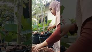 di katain aneh gara-gara mungutin sampah daun di kebun orang#kebun organik