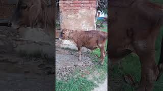 durty coww funny video || funny cow dance video 4 || cow song vs cow video #viral #shorts #youtube