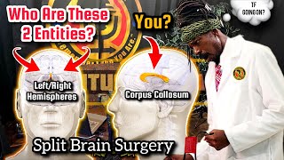 Who Are These 2 Entities? | Studying The Brain!