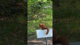 Squirrel breakfast