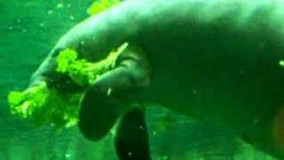 manatee eating