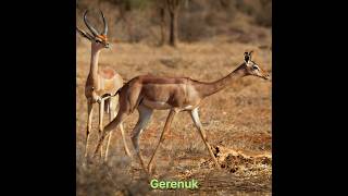 Gerenuk hunt p4 #hunting #animals #gerenuk