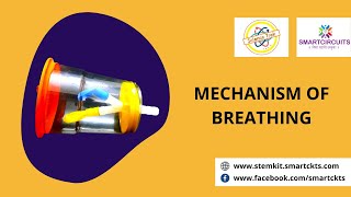 Mechanism of Breathing - Updated