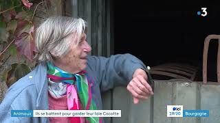 Cocotte, une laie adoptée illégalement, est menacée d’être retirée à un couple de retraités