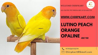 LUTINO PEACH ORANGE OPALINE || AFRICAN LOVE BIRDS || LOVE BIRDS || ADULT PAIR || CHIRPKART || CBE