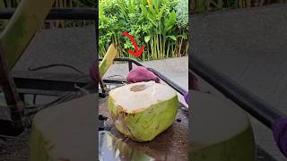 Fantastic! This Coconut Fruit has a lot of Water and Sweet. #coconut #satisfying #shorts #viralvideo