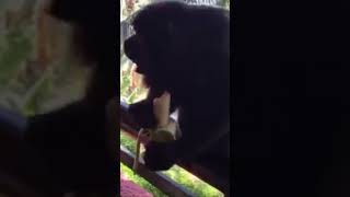 Feeding a wild monkey a banana 🍌 #funny