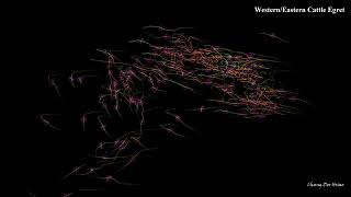 Locomotion tracking for Western/Eastern Cattle Egret (Bubulcus coromandus)