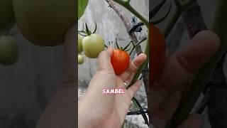 Panen Tomat Di Kebun Atap Rumah #youtubeshorts #shorts #panentomat #panen #tomato #sayuran #tanaman